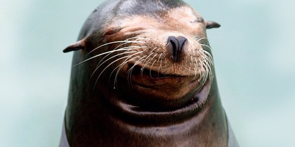 Морские львы загорают в шезлонгах на Галапагоссах (ВИДЕО)