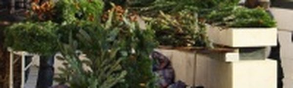 Пальма в обмен на елку