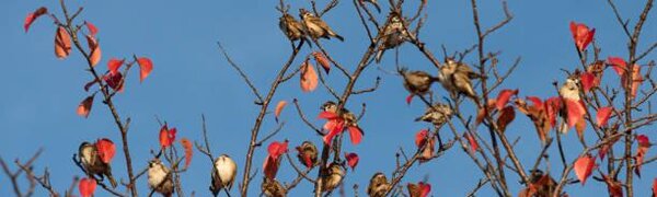 Какой Покров – такая и зима будет: погодные приметы на 14 октября