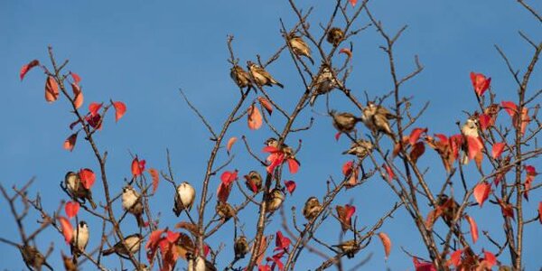 Какой Покров – такая и зима будет: погодные приметы на 14 октября