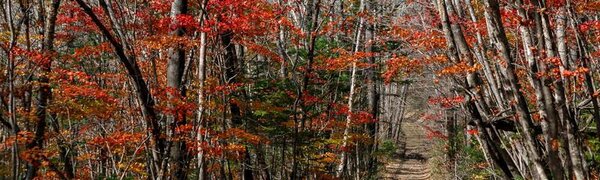 15-18 октября на западе Приморья сохранится высокий класс пожароопасности