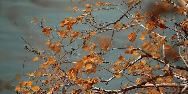 В Приморье похолодает и усилится ветер