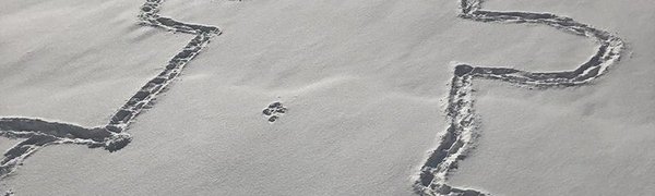 Канадцы разгадывают тайну нарисованного на снегу медведя