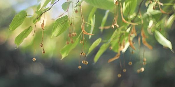 Весной во Владивостоке высадят аллею из лип