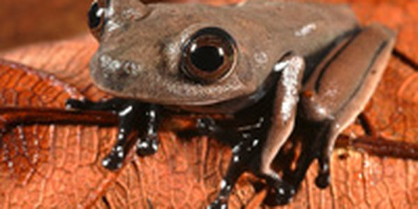 60 новых видов животных обнаружено в Суринаме