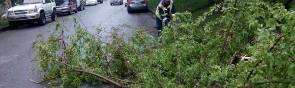 Во Владивостоке после разгула стихии убрали более 20 упавших деревьев