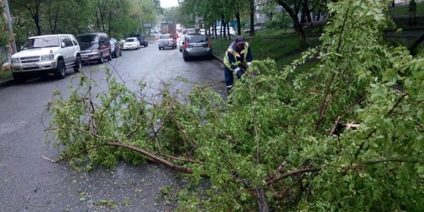 Во Владивостоке после разгула стихии убрали более 20 упавших деревьев