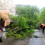Во Владивостоке после разгула стихии убрали более 20 упавших деревьев
