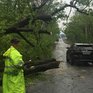 Во Владивостоке после разгула стихии убрали более 20 упавших деревьев