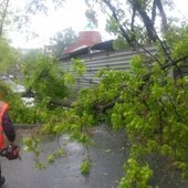 Во Владивостоке после разгула стихии убрали более 20 упавших деревьев