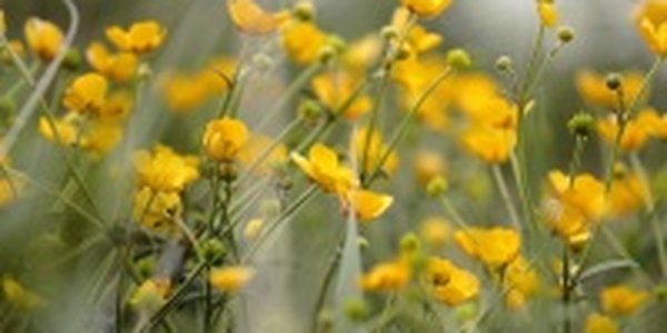 Первая декада в Приморье оказалась теплой