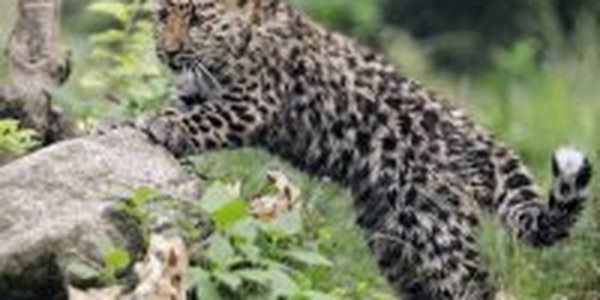 Детеныш самой редкой кошки в мире на прогулке