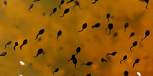 Кореянка спрятала контрабандных головастиков во рту