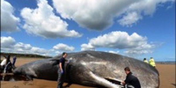 На пляж в Сиднее выбросило гигантского 30-тонного кита 