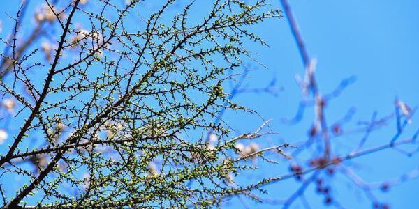 Погода в Приморье наладится в четверг