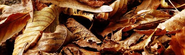 Минувший октябрь стал самым тёплым в истории России