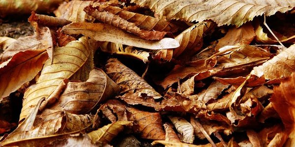 Минувший октябрь стал самым тёплым в истории России