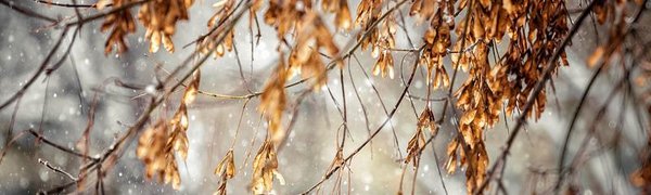 В середине недели в Приморье пройдёт снег