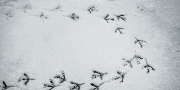 Завтра в Приморье местами пройдёт небольшой снег