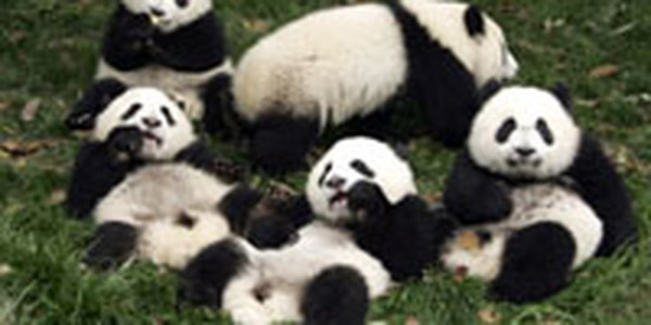 Чем занимаются панды? 