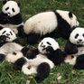 Чем занимаются панды? 
