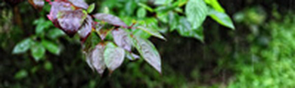 В субботу в Приморье будет пасмурно и дождливо