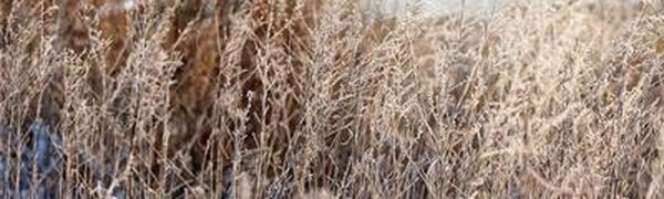 Солнечная сухая погода ожидается в Приморье на выходных