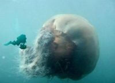 Россиянам предложат деликатесы из медуз