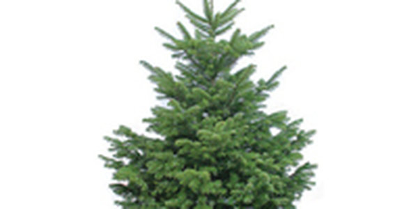 Ель сможет оставаться зеленой до 4 месяцев<a> <sup style='color:red'>Новый год!</sup></a>