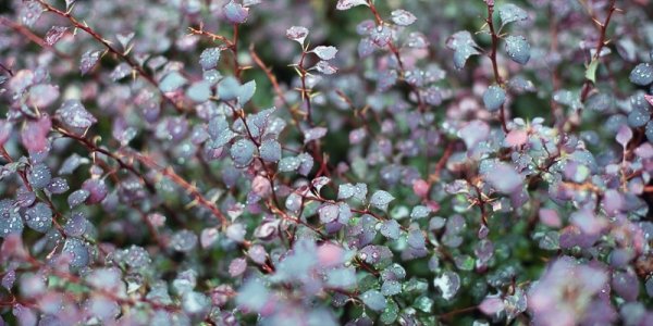 В Приморье пройдут сильные, местами очень сильные дожди