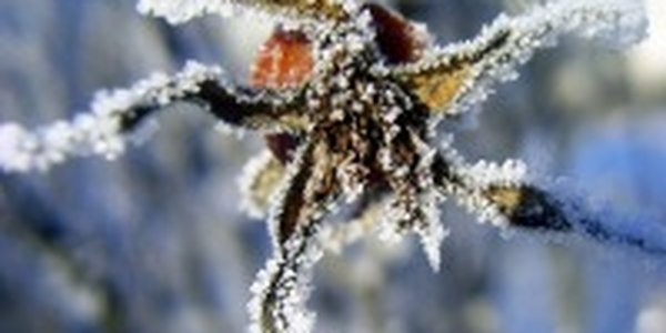 В Приморье в выходные дни снова снегопад