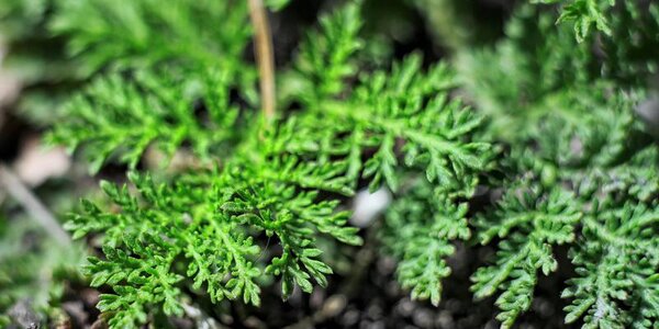 Синоптики рассказали о погоде на рабочей неделе в Приморье и Владивостоке