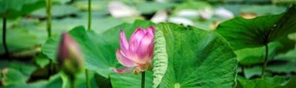 Синоптики рассказали, какой выдалась первая декада августа в Приморье