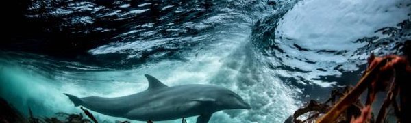 В «китовую тюрьму» в Приморье начали водить детские экскурсии