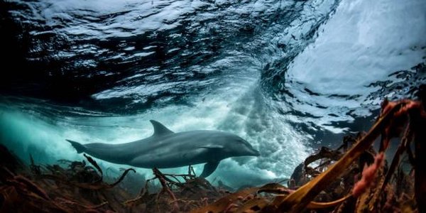 В «китовую тюрьму» в Приморье начали водить детские экскурсии