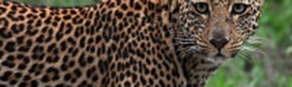 Постановлением Правительства РФ в Приморье создан национальный парк «Земля леопарда»! 