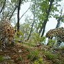 Постановлением Правительства РФ в Приморье создан национальный парк «Земля леопарда»! 