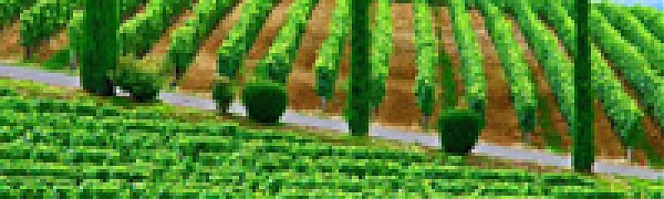 Сильные грозы повредили виноградники в Бордо