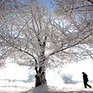 Метеорологи Китая делают снег на заказ