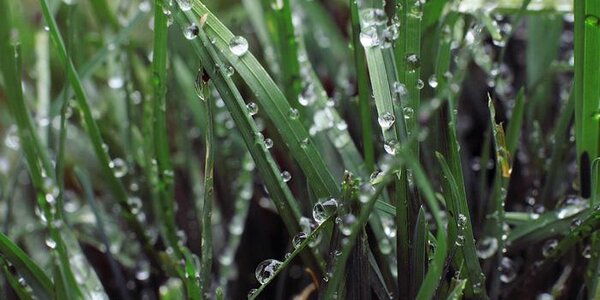 Дожди начались на юге Приморья сегодня ночью