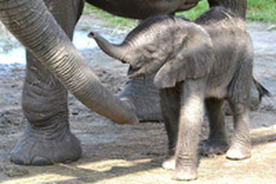 Слониха сама выбрала кличку для своего детеныша
