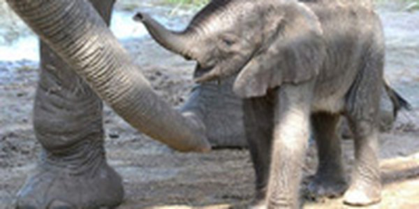 Слониха сама выбрала кличку для своего детеныша