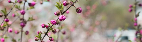 Будут ли ближайшие пять лет аномально теплыми?