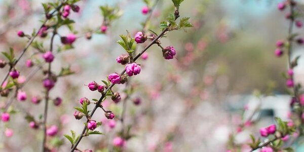 Будут ли ближайшие пять лет аномально теплыми?