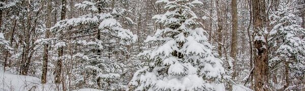 Следующая неделя начнется в Приморье со снега