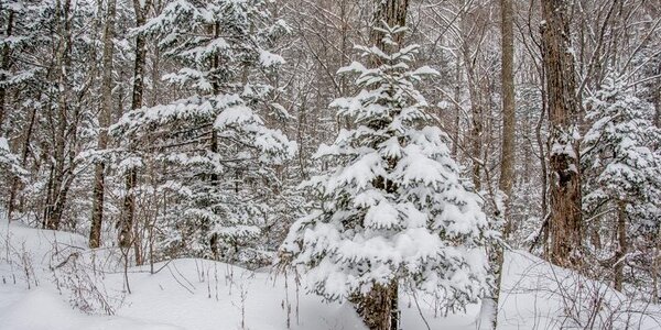 Следующая неделя начнется в Приморье со снега