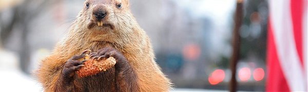 Гидрометцентр России призывает не доверять животным в вопросах предсказания погоды