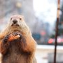Гидрометцентр России призывает не доверять животным в вопросах предсказания погоды