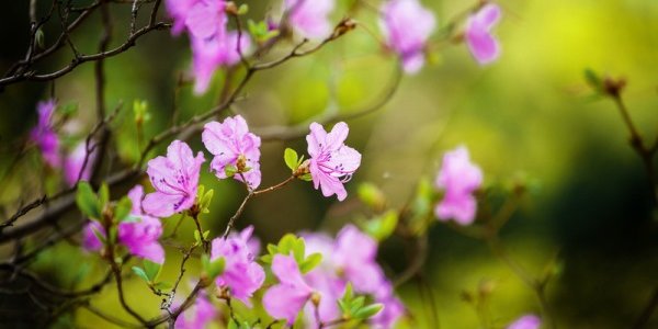 Климатический портрет мая в Приморье