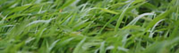 Во Владивостоке ожидаются сильные дожди